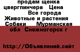 продам щенка цвергпинчера › Цена ­ 15 000 - Все города Животные и растения » Собаки   . Мурманская обл.,Снежногорск г.